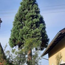 Baumpflege Oberösterreich