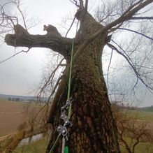 Baumpflege Oberösterreich